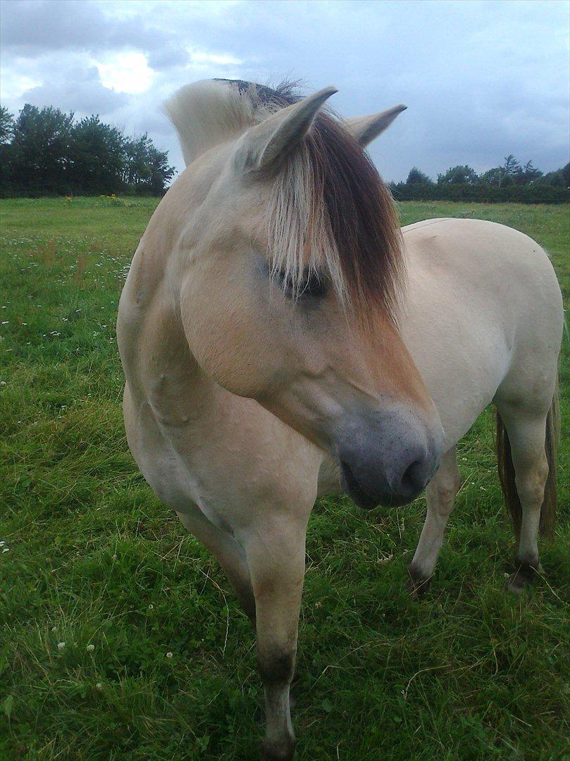 Fjordhest Birkens Hailey - Ligner sin far! billede 10