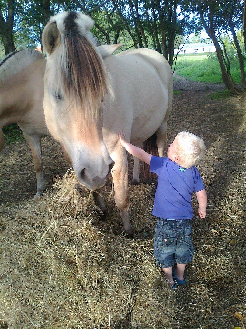 Fjordhest Birkens Hailey - Min ældste søn Christian og Hailey... billede 11
