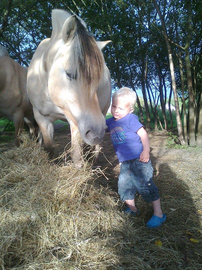 Fjordhest Birkens Hailey - Hailey ér faktisk Christians hest:O) billede 12