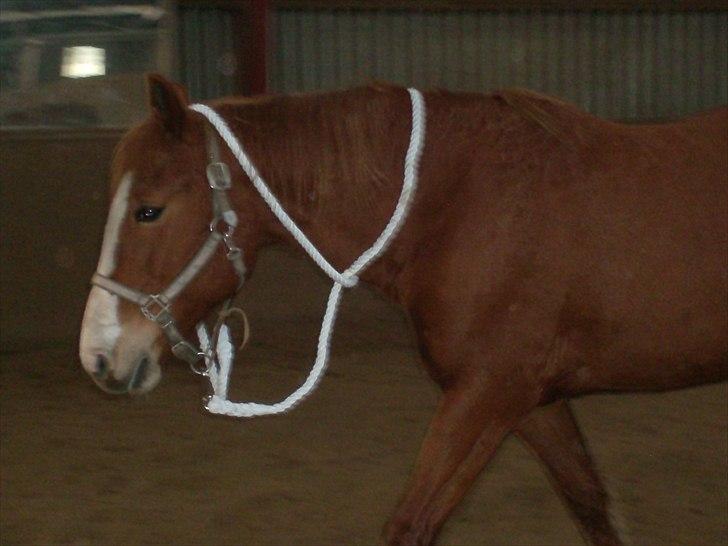 Frederiksborg Locky Classic - ja jeg kan selv reste mig hi hi
indsat den 13 feb billede 15