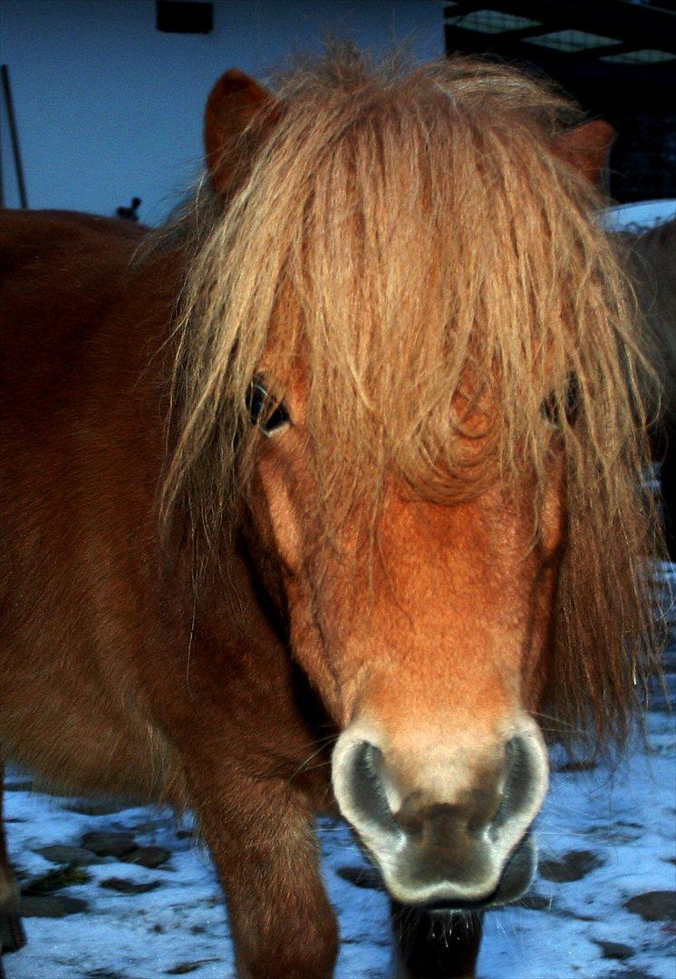 Shetlænder Mads billede 3