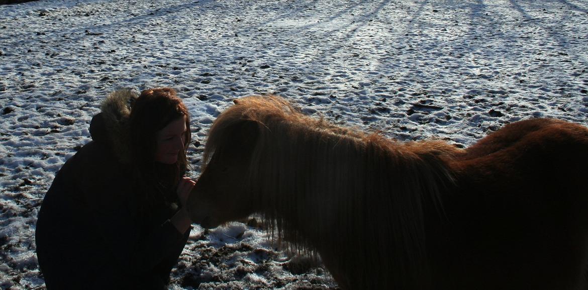 Shetlænder Mads billede 4