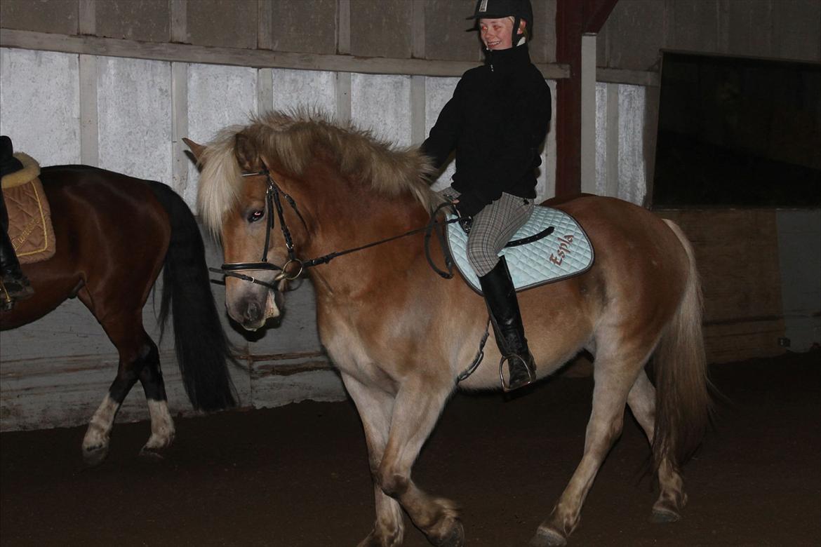 Haflinger Duchess! <3  - Sødde pige. :)  billede 1