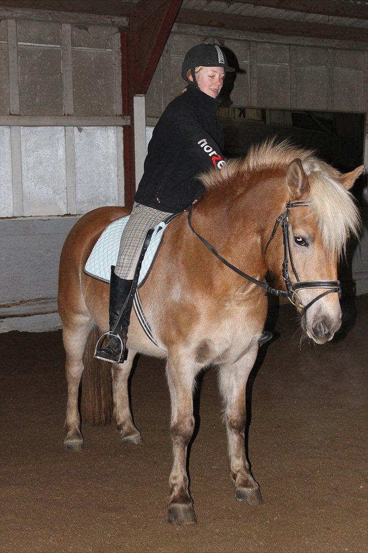 Haflinger Duchess! <3  billede 2