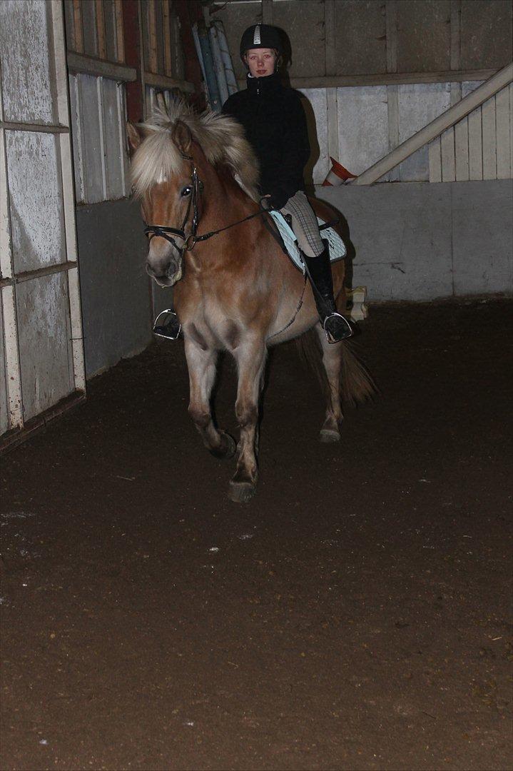 Haflinger Duchess! <3  billede 3