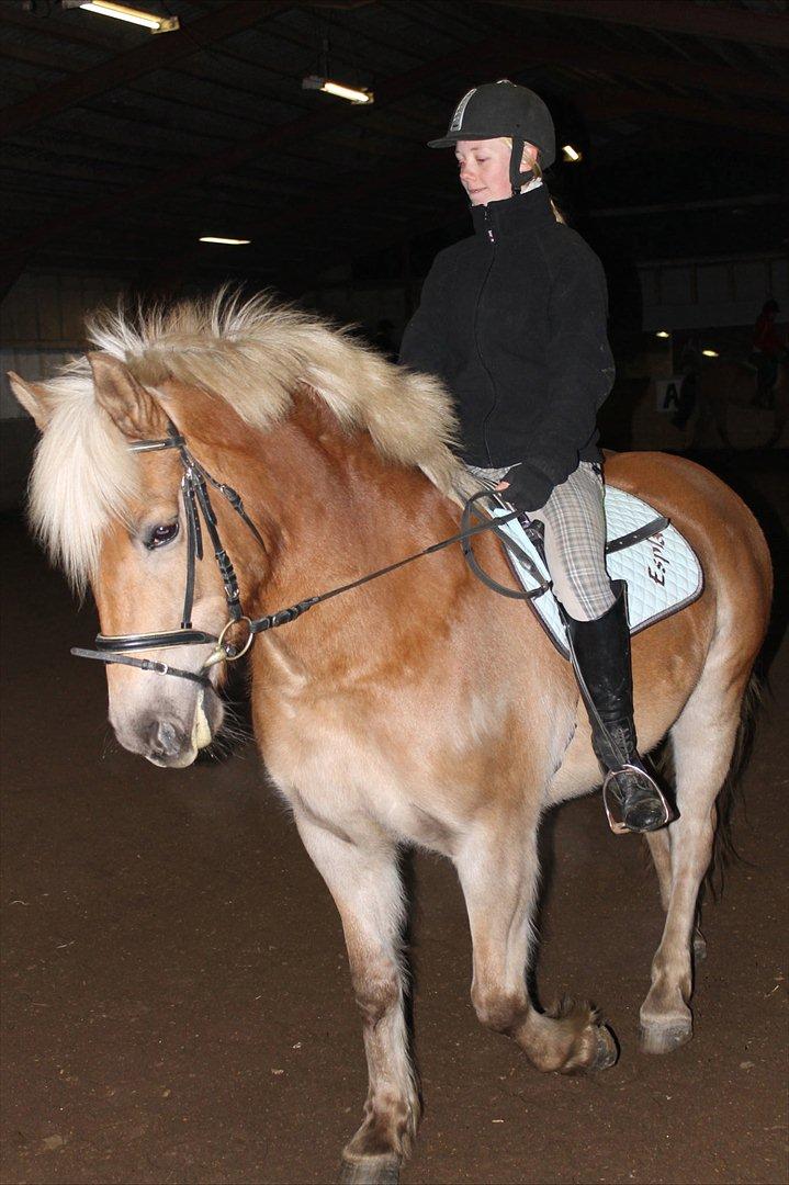 Haflinger Duchess! <3  billede 4