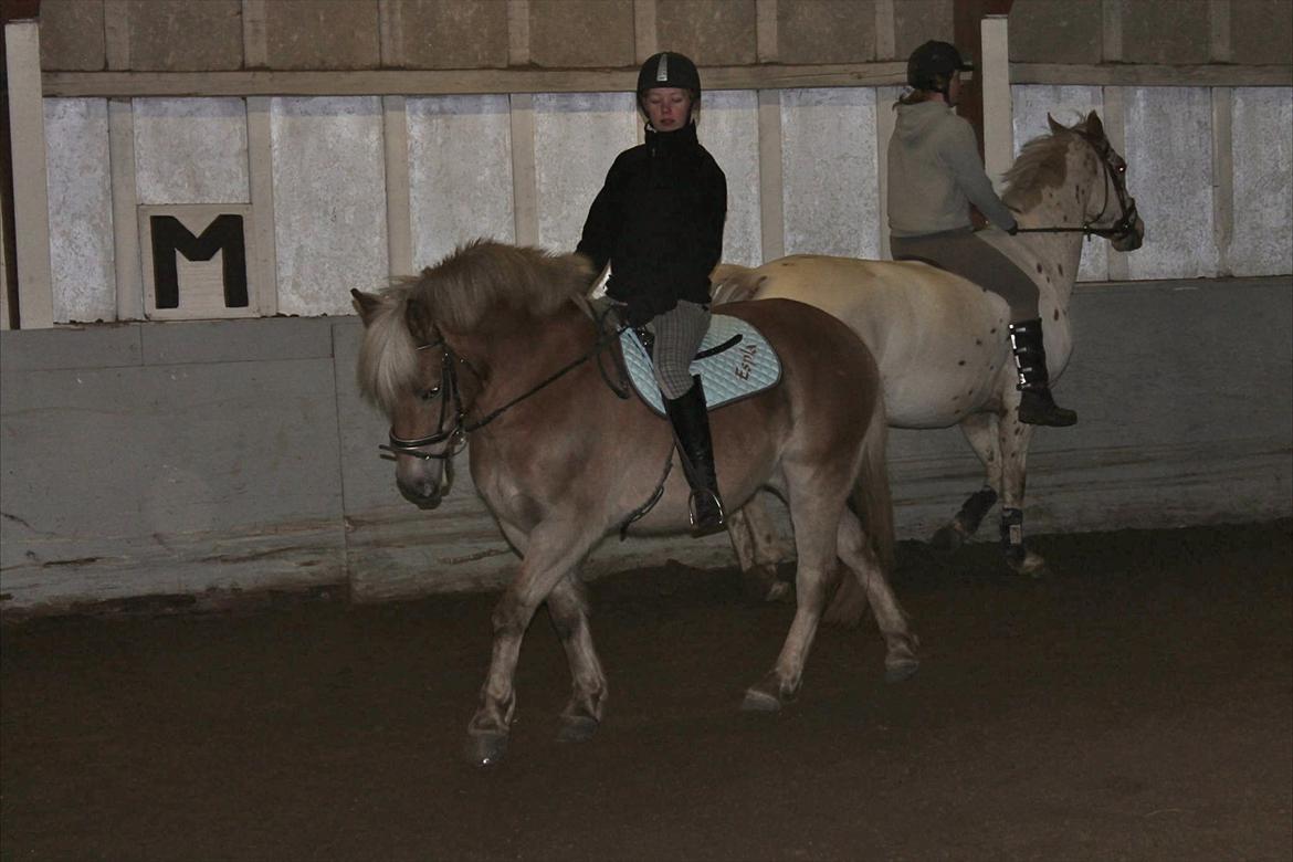Haflinger Duchess! <3  billede 5