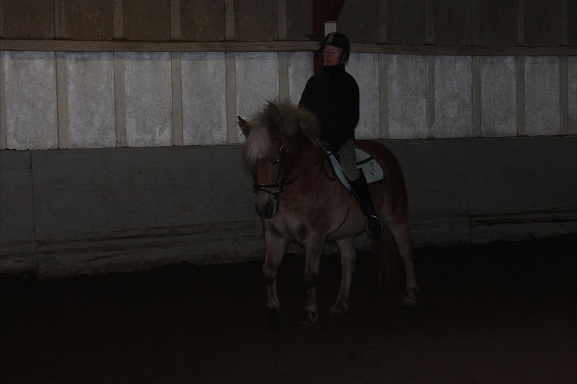 Haflinger Duchess! <3  billede 6