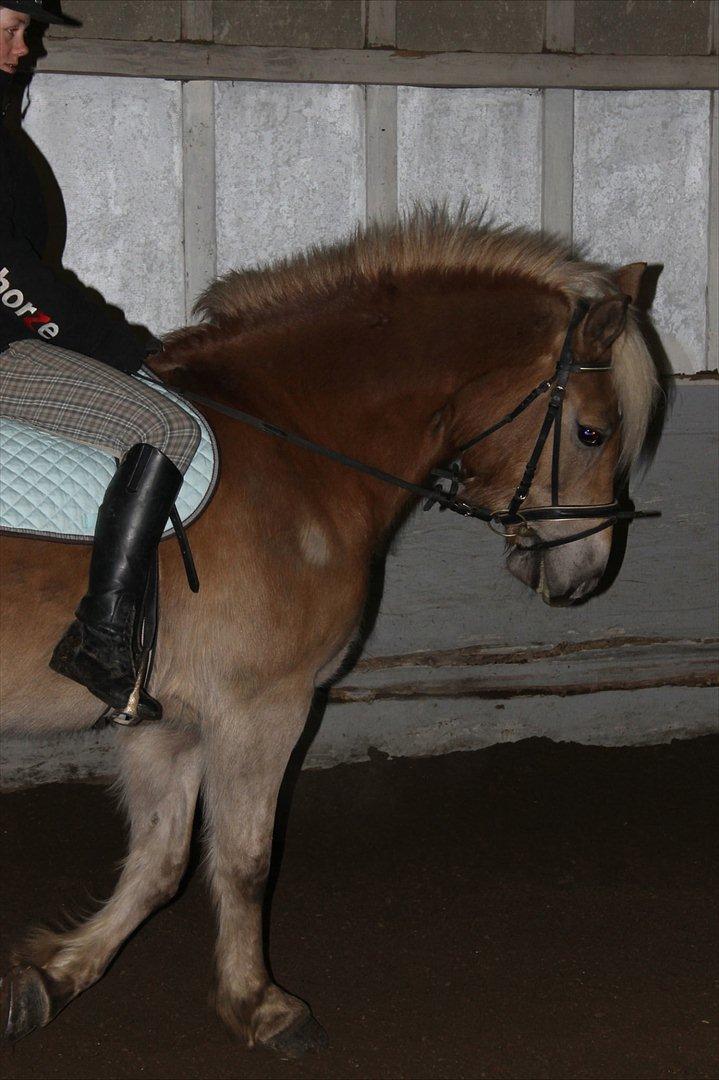 Haflinger Duchess! <3  billede 8