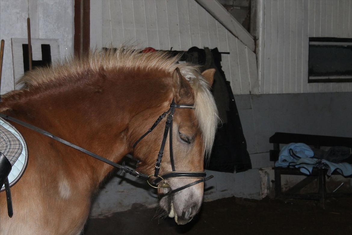 Haflinger Duchess! <3  billede 9