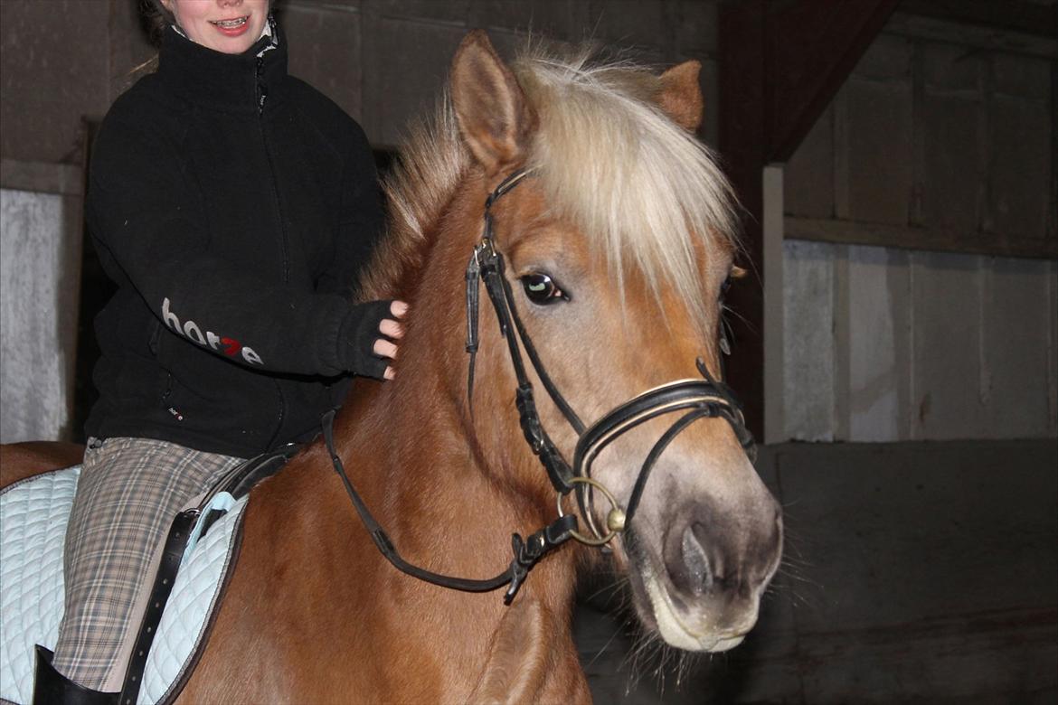 Haflinger Duchess! <3  billede 10