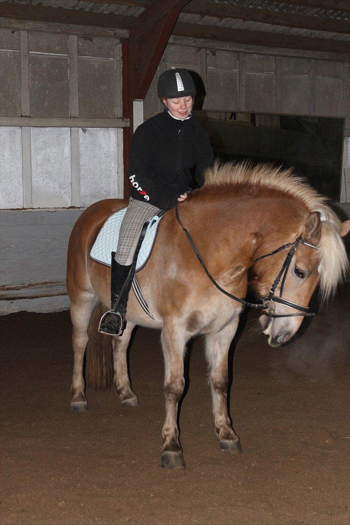 Haflinger Duchess! <3  billede 11