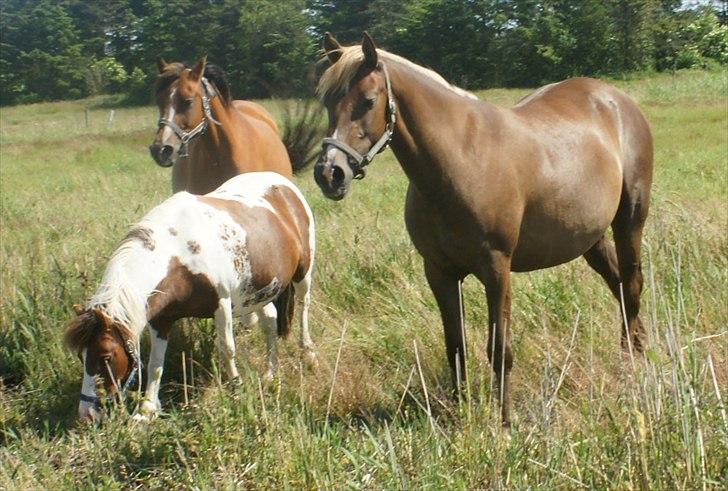 Anden særlig race Smart Dosia Pox - 3 år billede 6