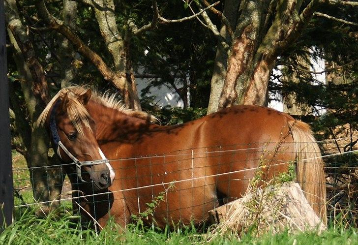 Anden særlig race Smart Dosia Pox - 3 år billede 7
