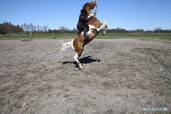 Pinto Saxo Højgård PIH 82 - Billede: 19 
Ballerina (:
Julie-foto billede 15