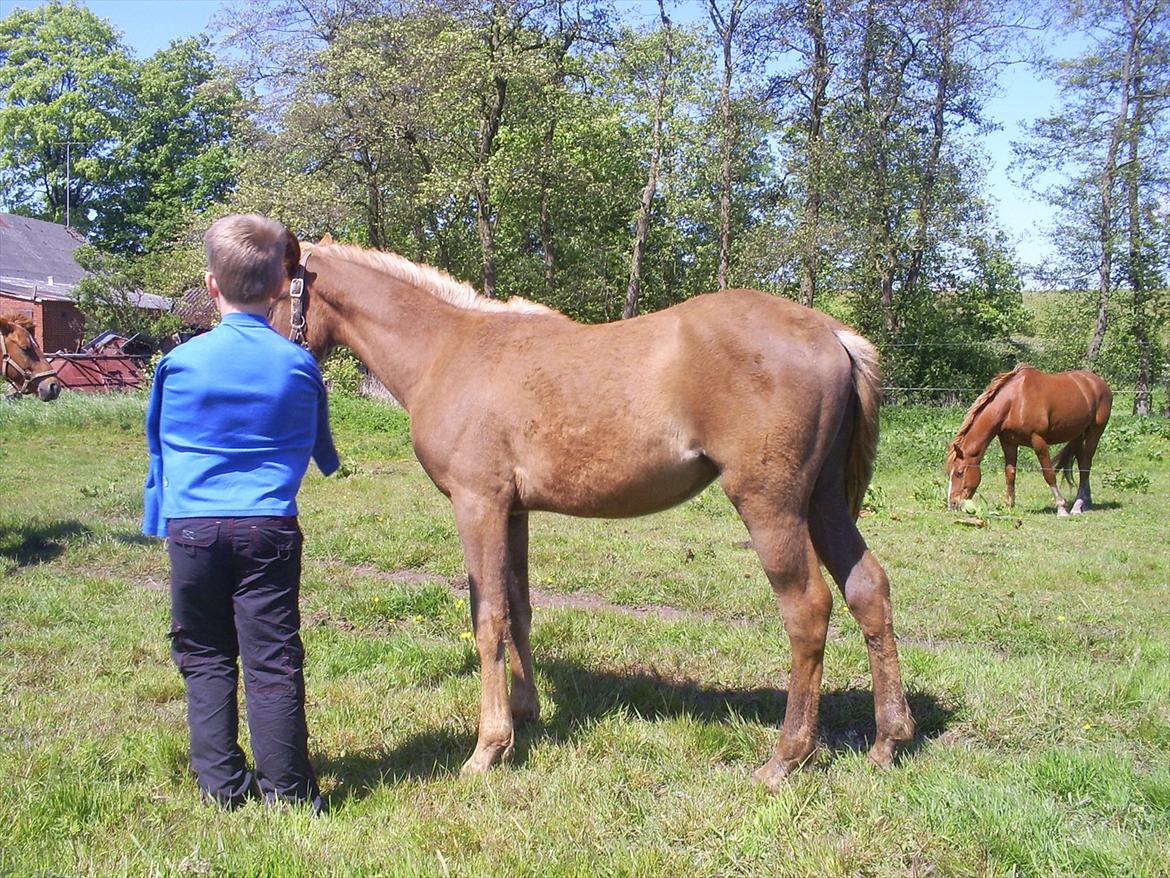 Anden særlig race Smart Dosia Pox - næsten 1 år billede 8