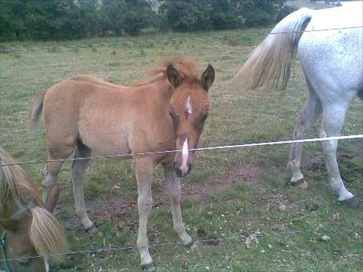 Anden særlig race Smart Dosia Pox - 3 mdr. billede 11