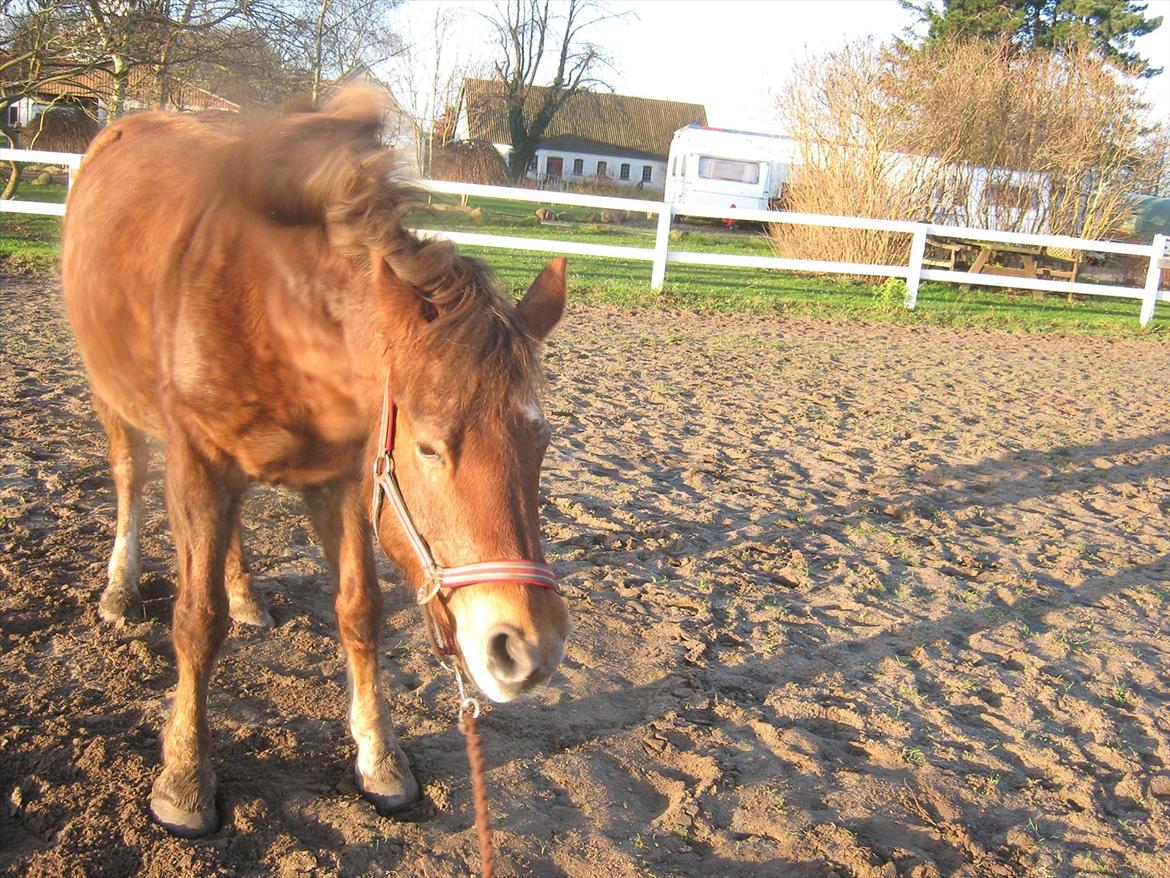 Anden særlig race Blisser billede 4
