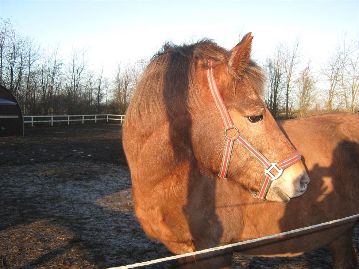 Anden særlig race Blisser billede 5