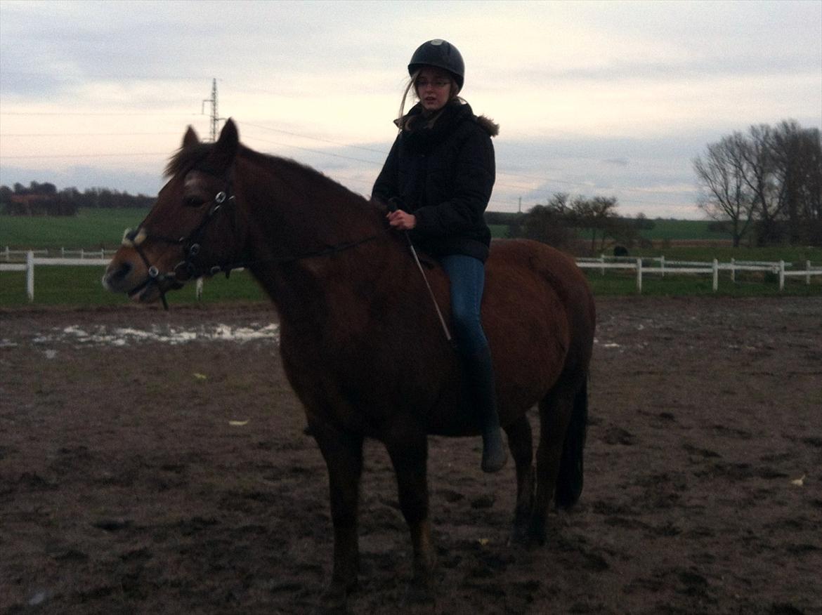 Anden særlig race Blisser billede 9