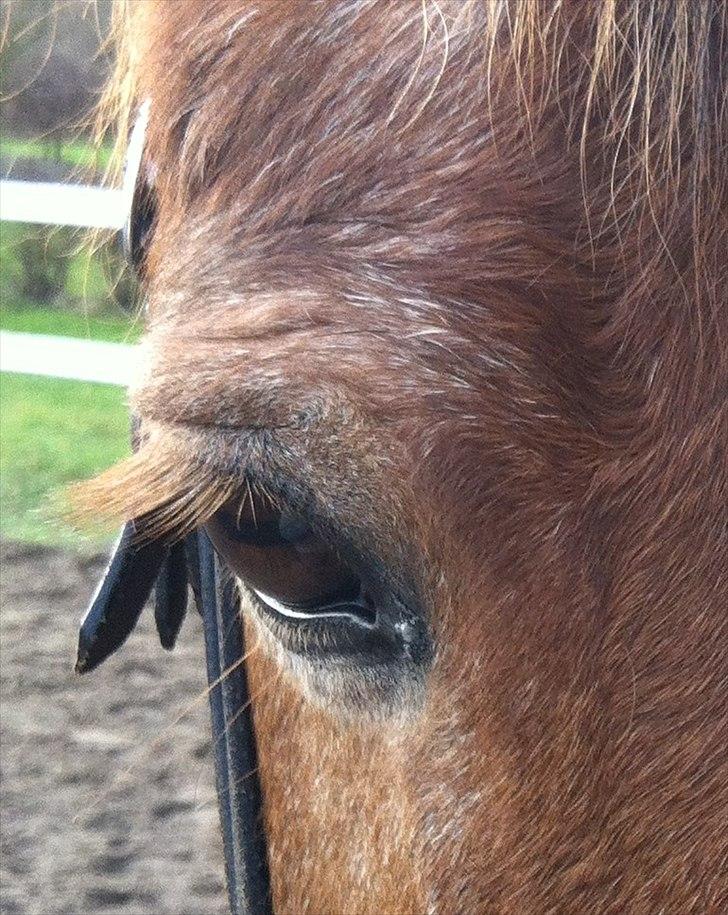 Anden særlig race Blisser billede 3