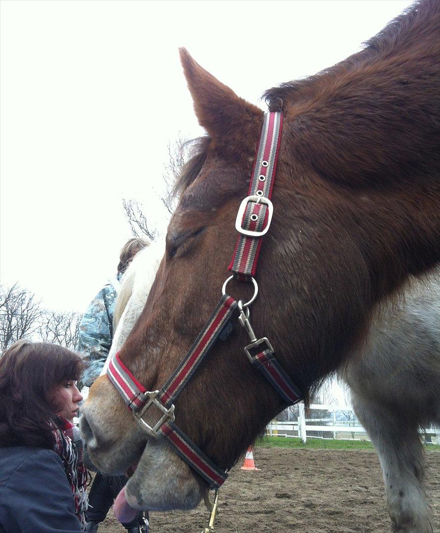 Anden særlig race Blisser billede 14