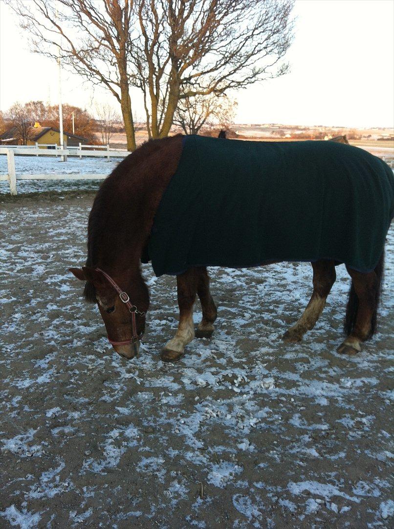 Anden særlig race Blisser billede 16