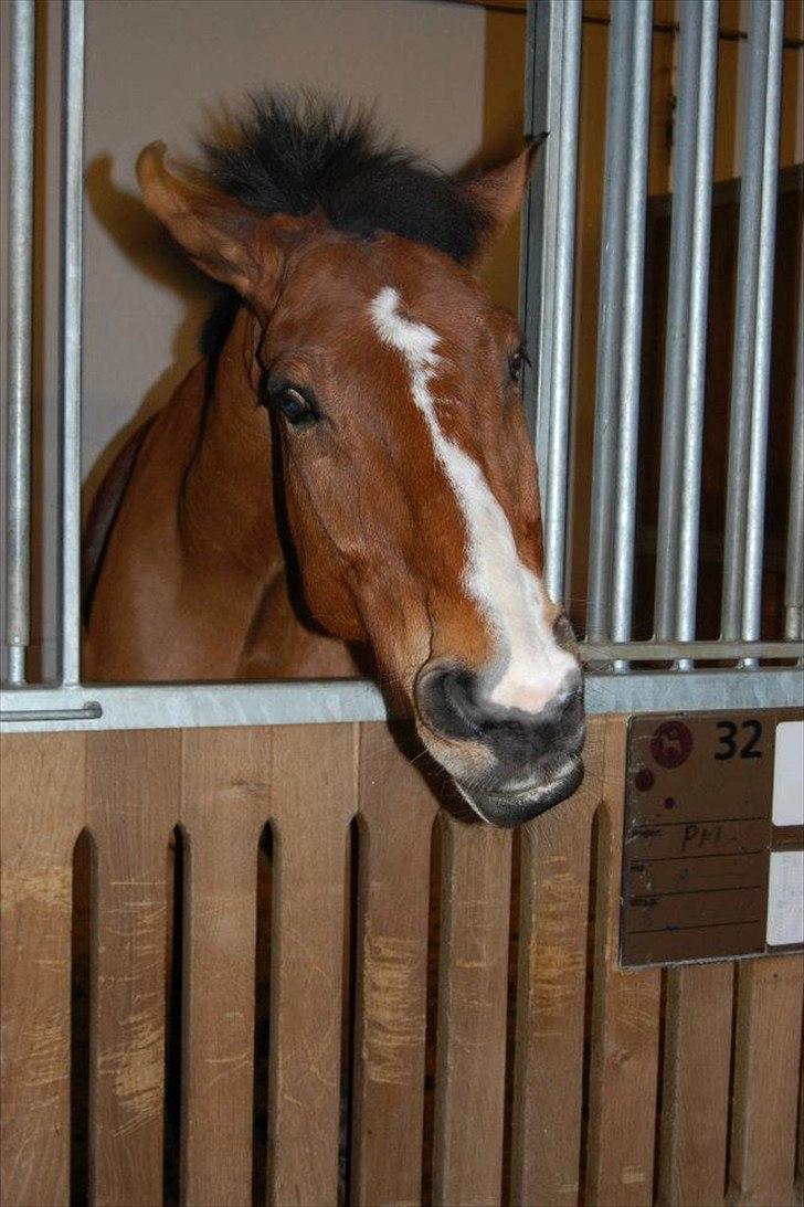 Anden særlig race Bob <3 (R.I.P :'( <3) - Dit store bøvede hoved. <3 Love you. <3 billede 11