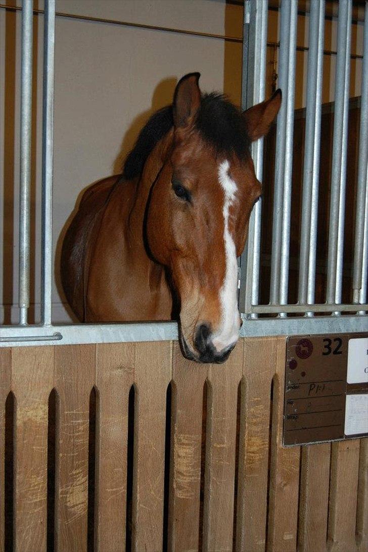 Anden særlig race Bob <3 (R.I.P :'( <3) - <3 billede 15