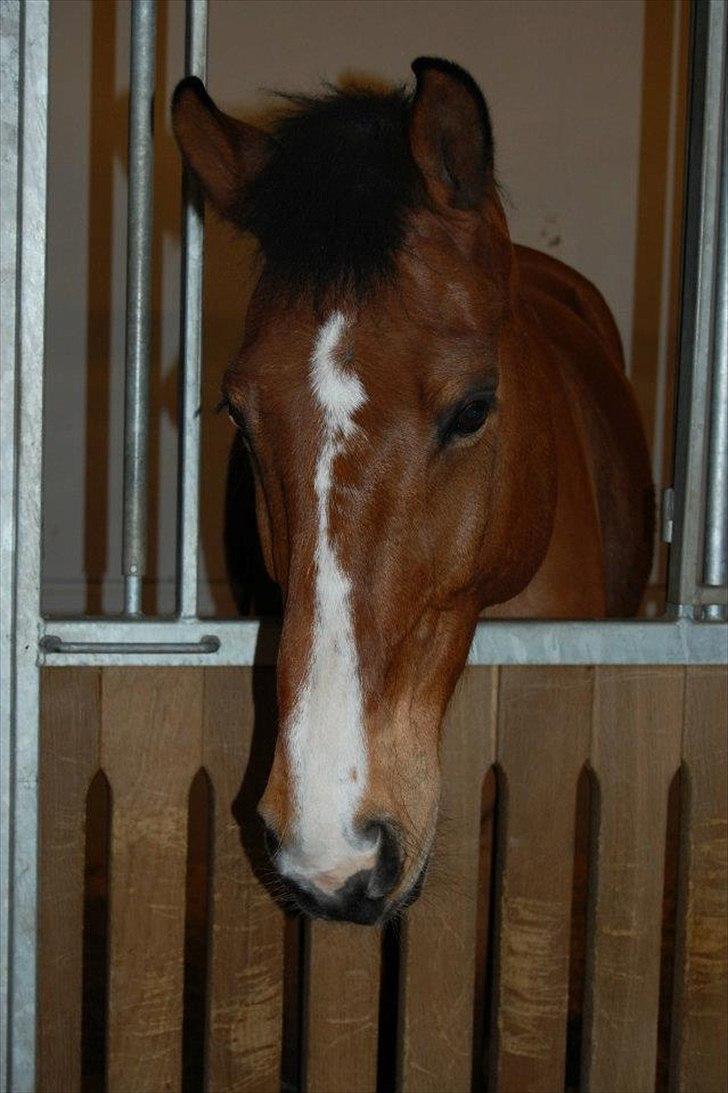 Anden særlig race Bob <3 (R.I.P :'( <3) - Foraltid elsket. <3 Og fuck du er savnet :'( <3  billede 10