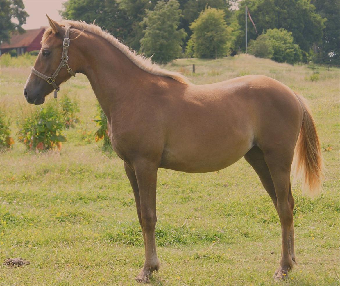 Anden særlig race Smart Dosia Pox - 1 år og ved hun er lækker ;) billede 15