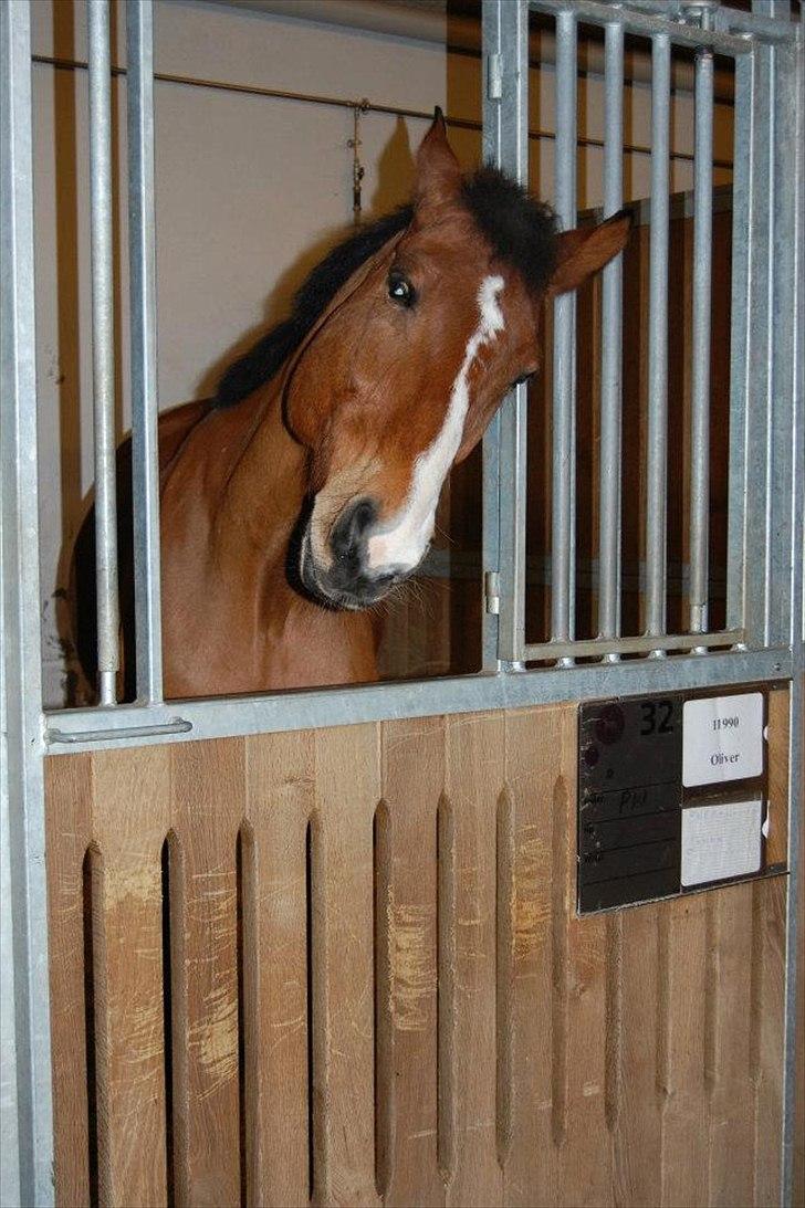 Anden særlig race Bob <3 (R.I.P :'( <3) - "Det klør" <3 Miss :'( <3 billede 16