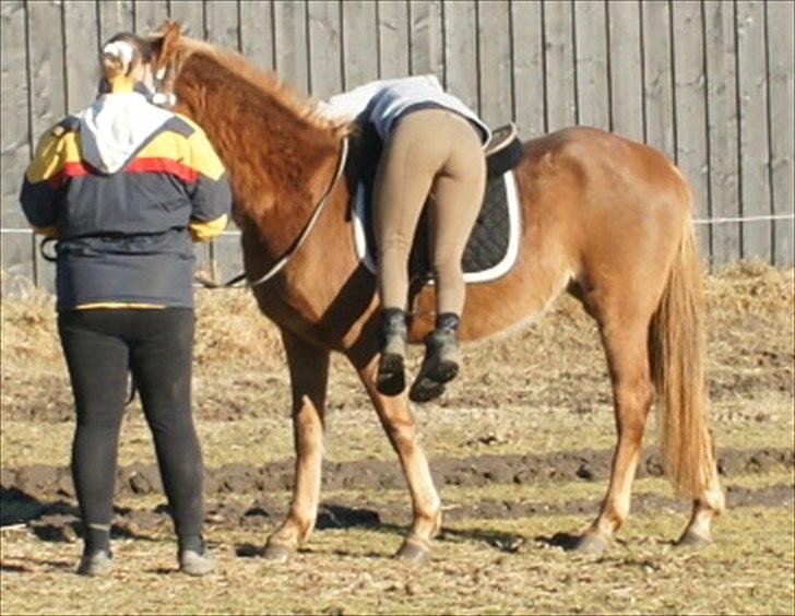 Anden særlig race Smart Dosia Pox billede 16