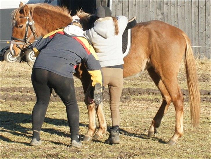 Anden særlig race Smart Dosia Pox billede 17