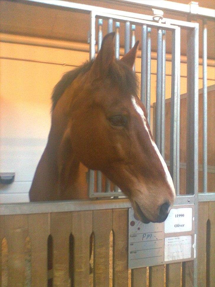 Anden særlig race Bob <3 (R.I.P :'( <3) - Besøg på KVL.. <3  billede 8