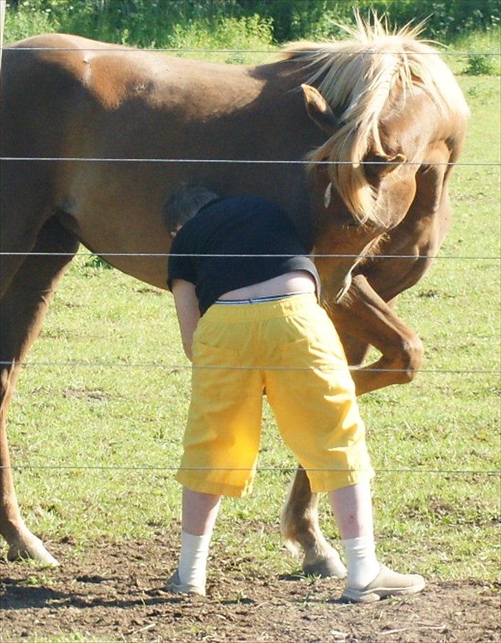 Anden særlig race Smart Dosia Pox billede 19