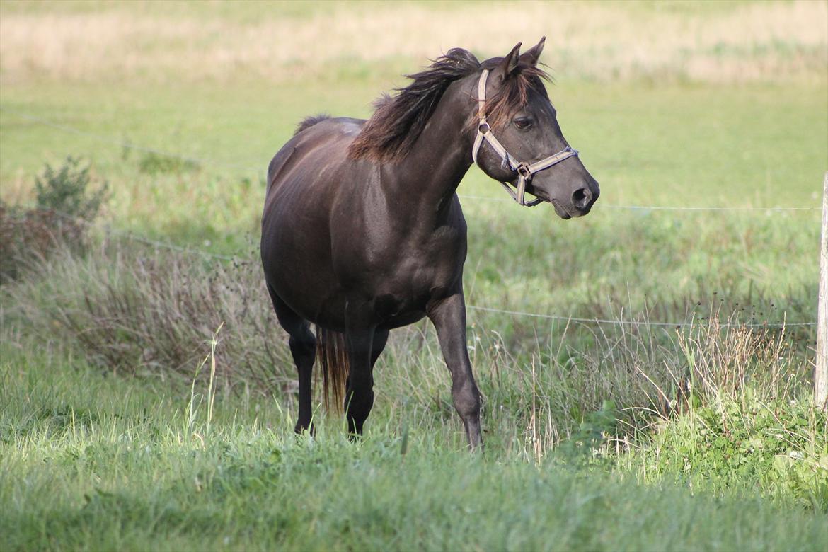 Anden særlig race Litus billede 20