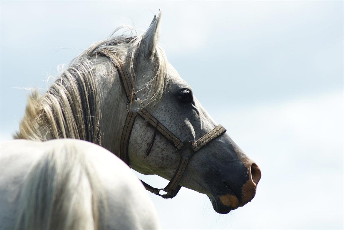 Arabisk fuldblod (OX) Silviars Benjamin CA fri - 14 år og på marken. billede 4