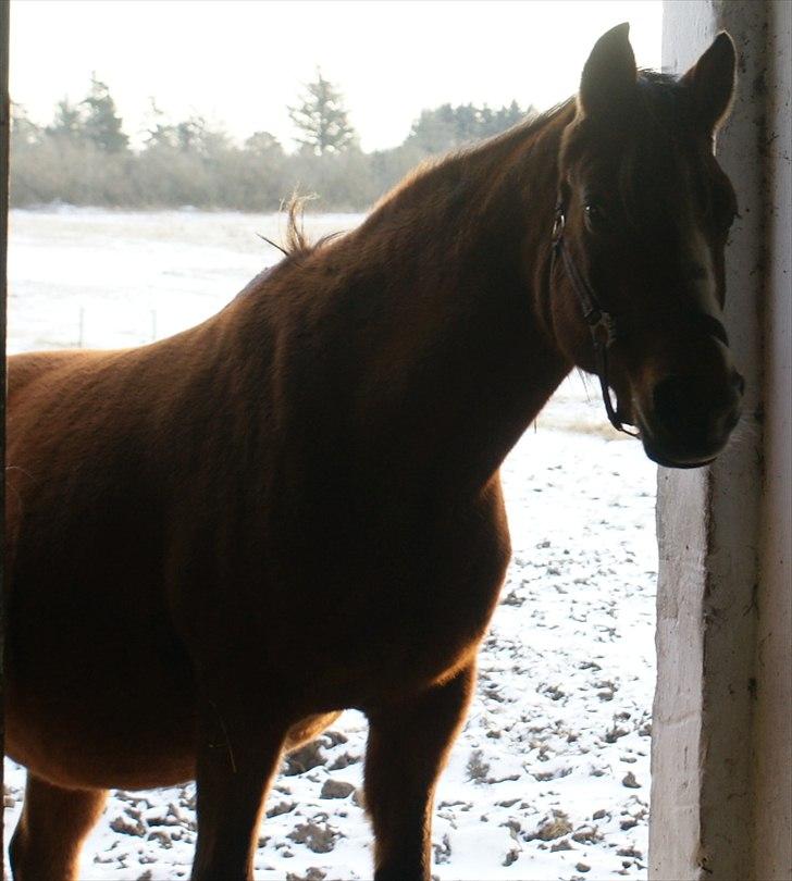 Arabisk fuldblod (OX) Amorella (rella) - 17 dage til termin ;) det er på lørdag, jeg er så spændt :) billede 15
