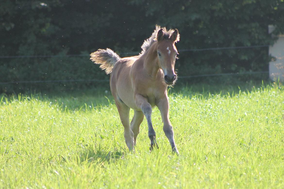 Anden særlig race Frk. Nitus billede 16