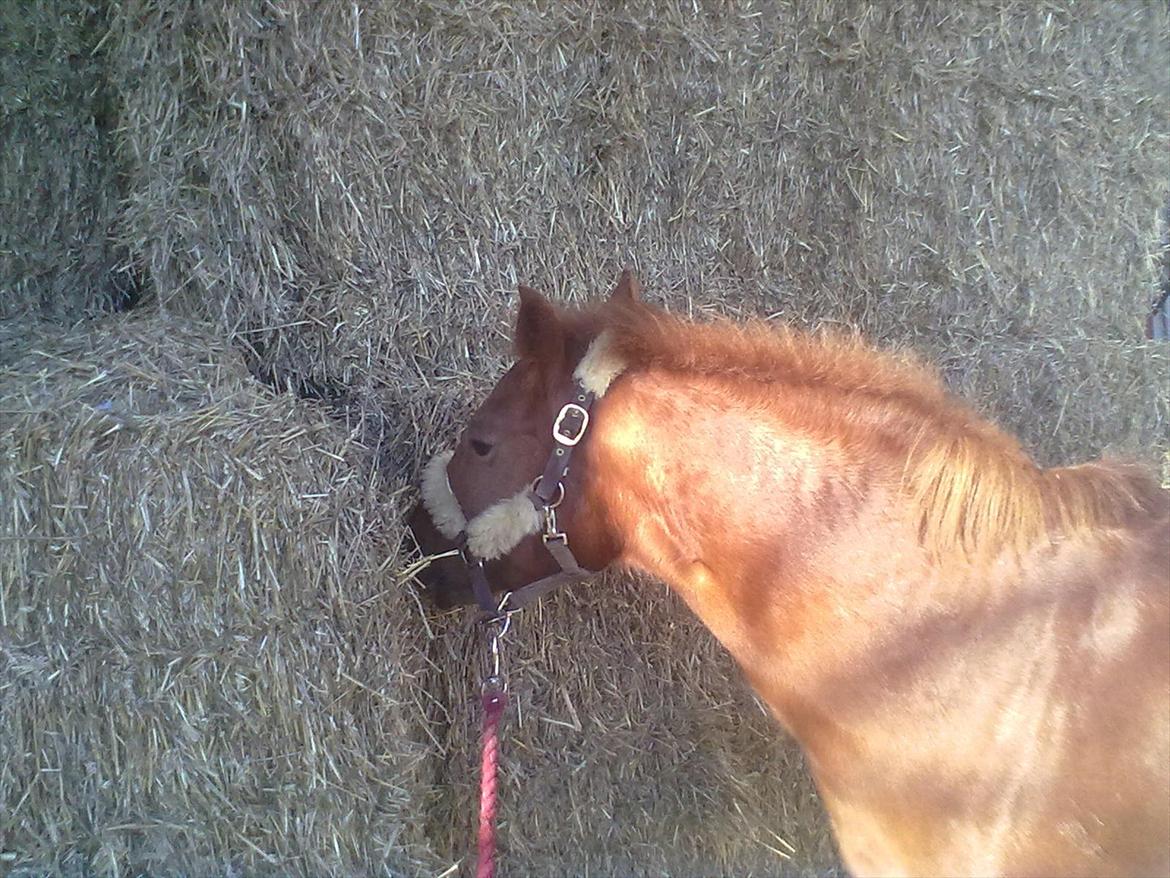 New Forest Fanta - yes hø :D  billede 15