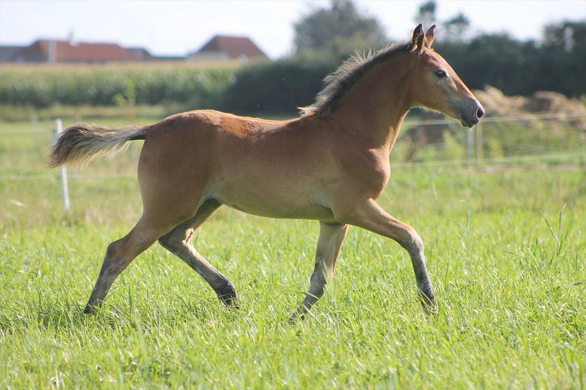Anden særlig race Frk. Nitus billede 17