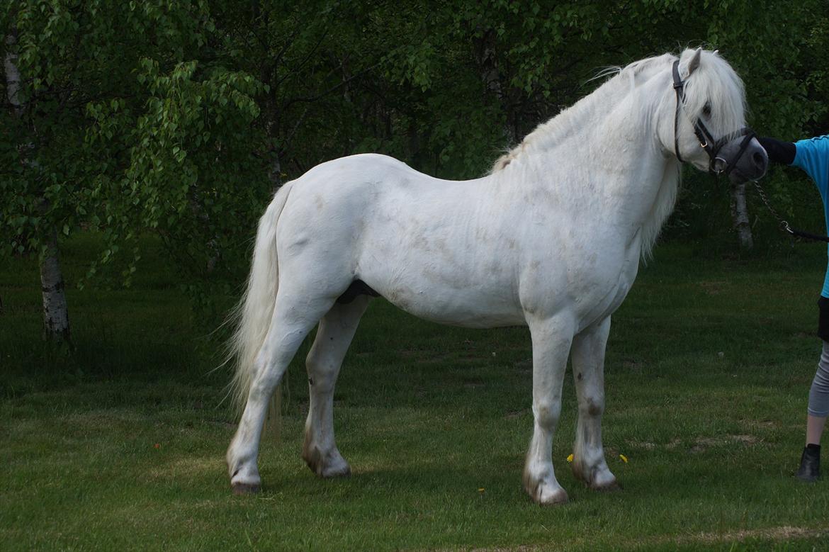 Welsh Mountain (sec A) Crumpwell Carwyn *AVL* billede 2