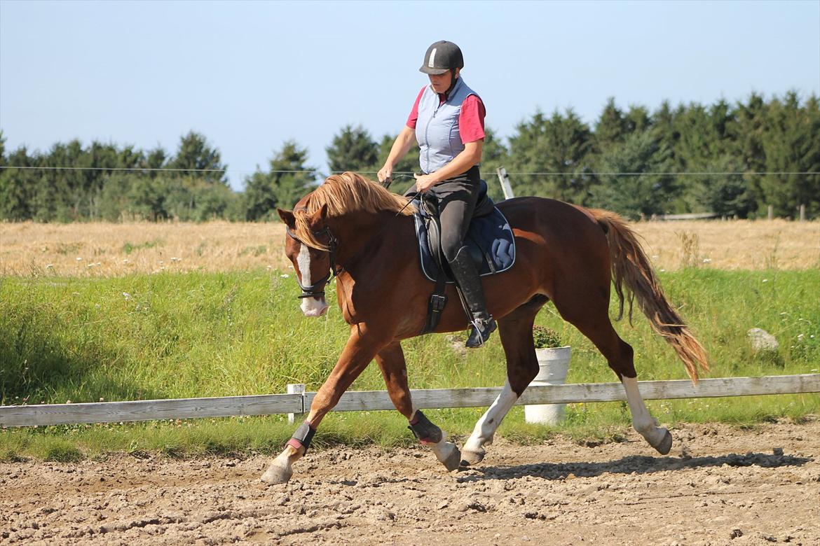 Frederiksborg Ziron brentedal billede 17