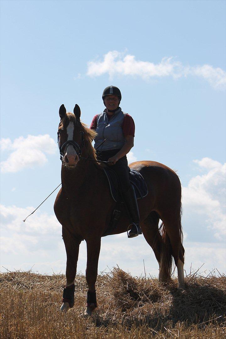 Frederiksborg Ziron brentedal billede 18