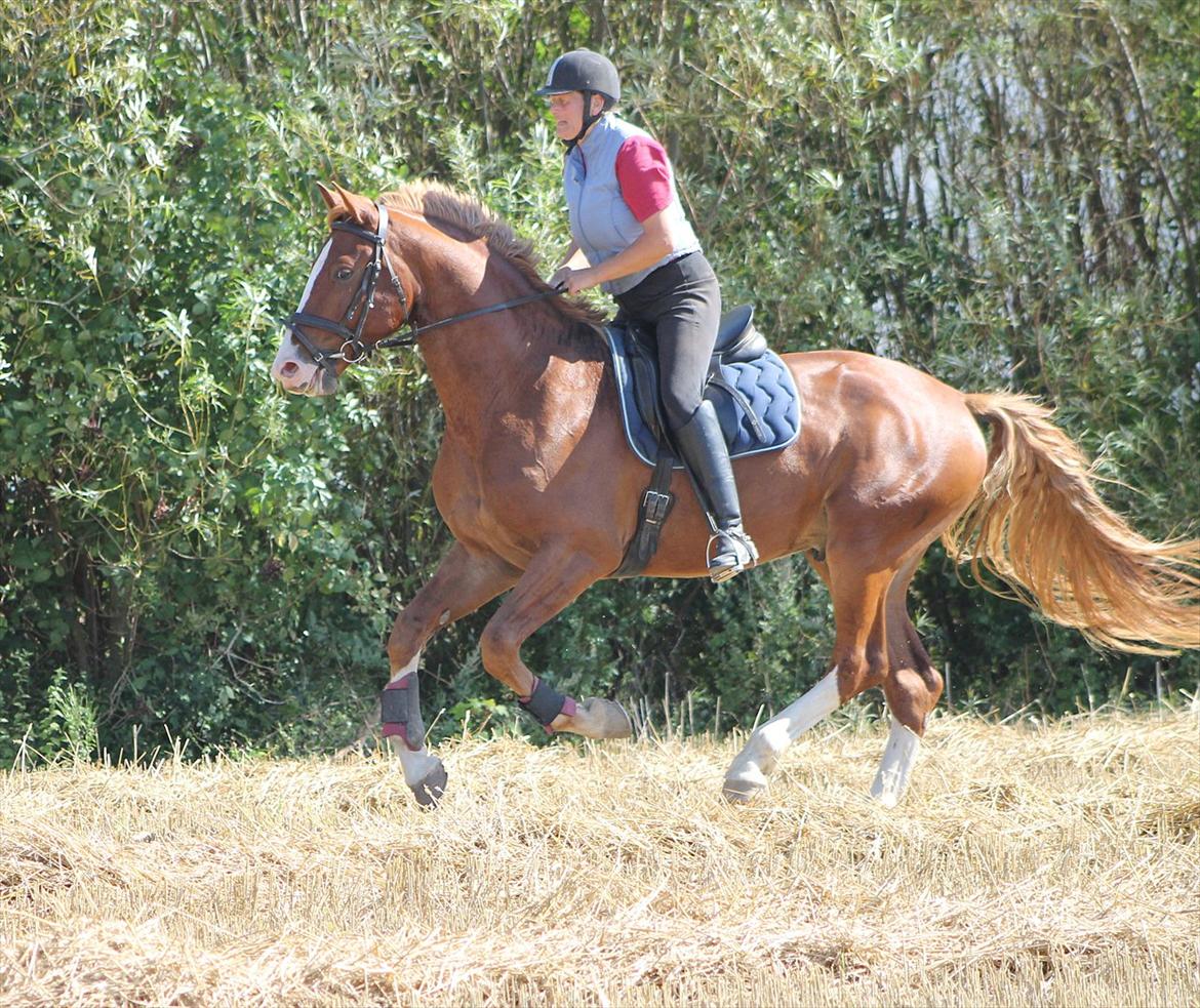 Frederiksborg Ziron brentedal billede 19