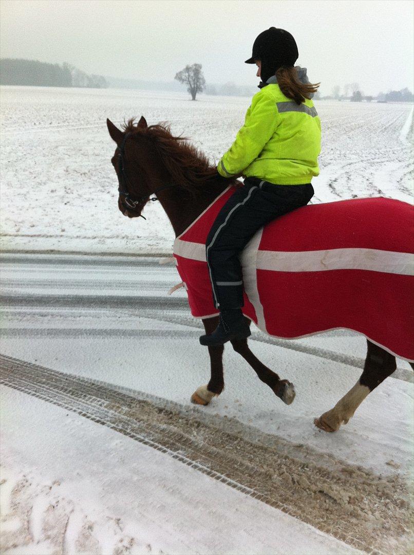Traver Red Shiba - En frisk hest på tur i sneen! :D <3 - og mig der er pakket totalt ind i tøj! :D
(12.02.2012)  billede 16
