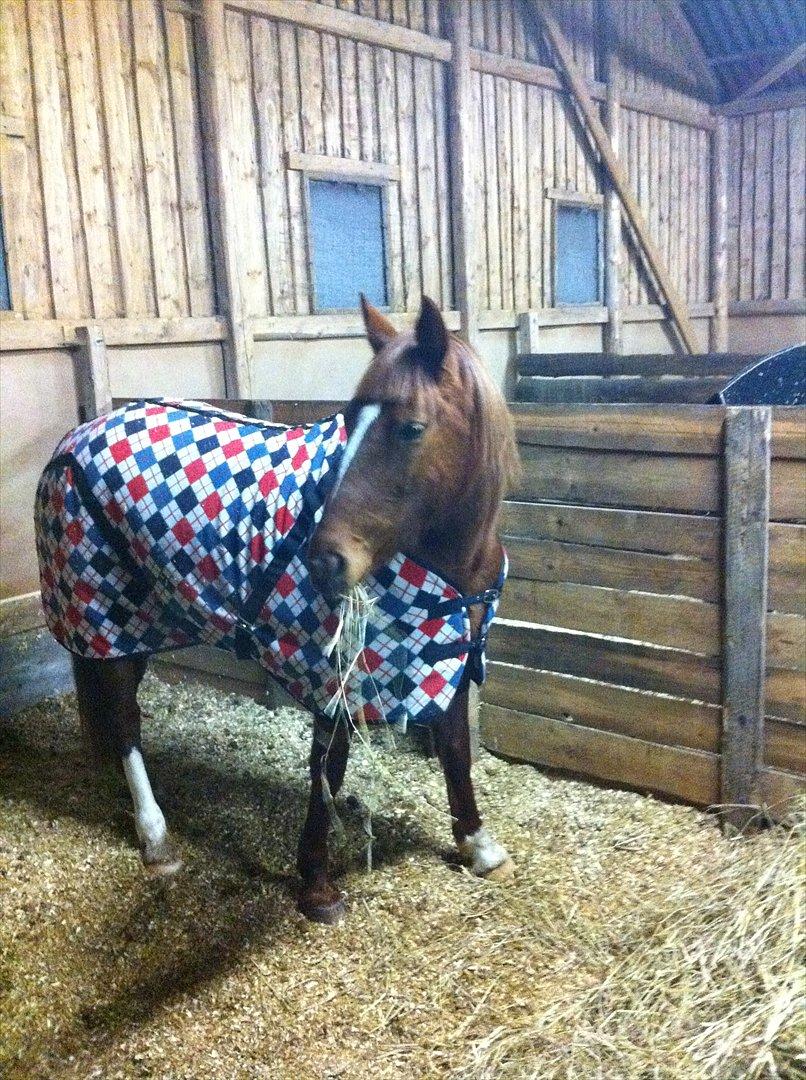 Traver Red Shiba - 13.02.2012 billede 17