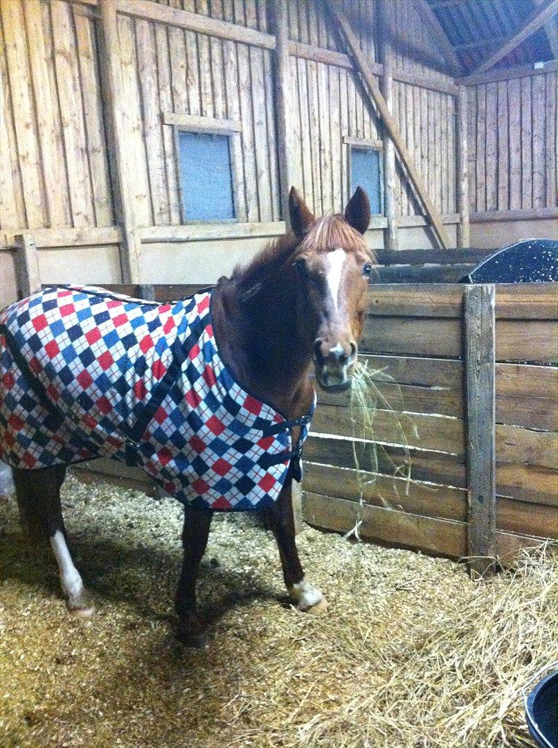 Traver Red Shiba - Shiba stod og kiggede meeeget nysgerrigt op på min hånd!! :P <3
(13.02.2012) billede 18