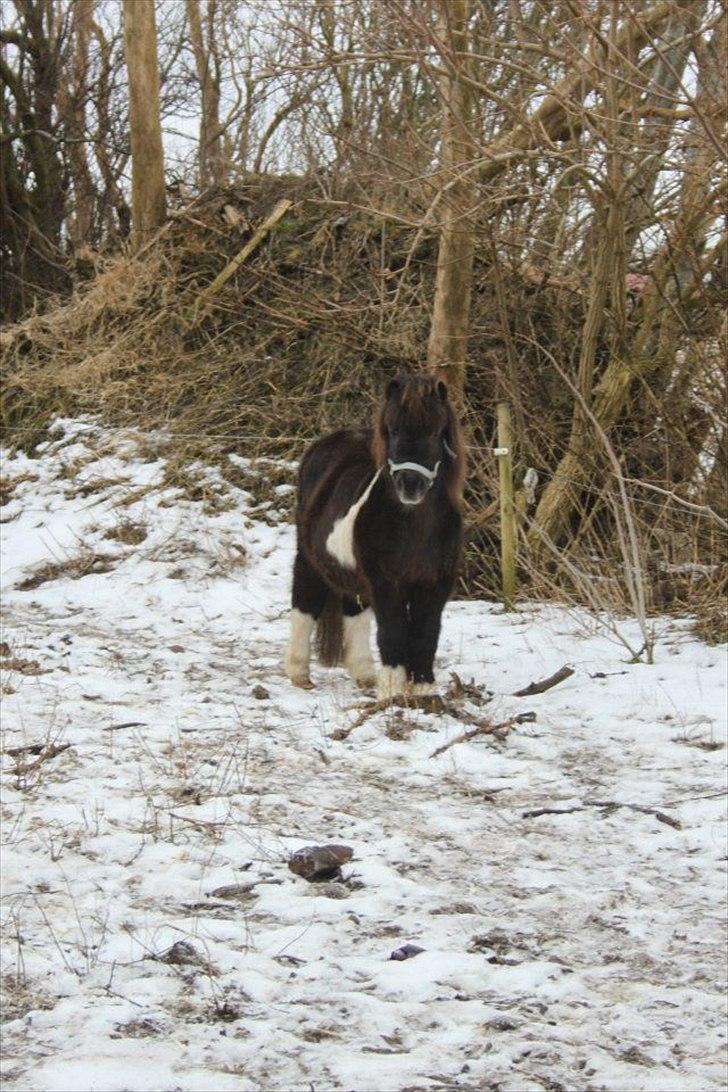 Shetlænder Tin Tin - I sneen:) billede 16